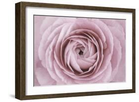 Persian Buttercup-Cora Niele-Framed Photographic Print