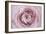 Persian Buttercup-Cora Niele-Framed Photographic Print