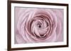 Persian Buttercup-Cora Niele-Framed Photographic Print