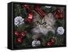 Persian Cat Brown Tabby Kitten Amongst Christmas Decorations, Texas, USA-Rolf Nussbaumer-Framed Stretched Canvas