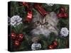 Persian Cat Brown Tabby Kitten Amongst Christmas Decorations, Texas, USA-Rolf Nussbaumer-Stretched Canvas