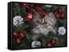 Persian Cat Brown Tabby Kitten Amongst Christmas Decorations, Texas, USA-Rolf Nussbaumer-Framed Stretched Canvas