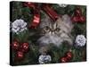 Persian Cat Brown Tabby Kitten Amongst Christmas Decorations, Texas, USA-Rolf Nussbaumer-Stretched Canvas