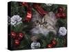 Persian Cat Brown Tabby Kitten Amongst Christmas Decorations, Texas, USA-Rolf Nussbaumer-Stretched Canvas