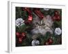 Persian Cat Brown Tabby Kitten Amongst Christmas Decorations, Texas, USA-Rolf Nussbaumer-Framed Photographic Print