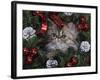 Persian Cat Brown Tabby Kitten Amongst Christmas Decorations, Texas, USA-Rolf Nussbaumer-Framed Photographic Print