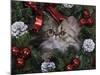 Persian Cat Brown Tabby Kitten Amongst Christmas Decorations, Texas, USA-Rolf Nussbaumer-Mounted Photographic Print