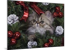 Persian Cat Brown Tabby Kitten Amongst Christmas Decorations, Texas, USA-Rolf Nussbaumer-Mounted Photographic Print