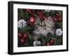 Persian Cat Brown Tabby Kitten Amongst Christmas Decorations, Texas, USA-Rolf Nussbaumer-Framed Photographic Print