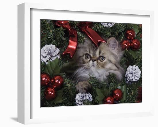 Persian Cat Brown Tabby Kitten Amongst Christmas Decorations, Texas, USA-Rolf Nussbaumer-Framed Photographic Print