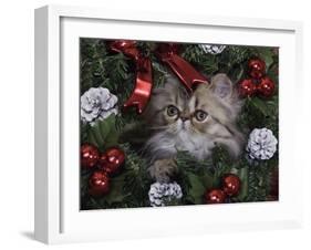 Persian Cat Brown Tabby Kitten Amongst Christmas Decorations, Texas, USA-Rolf Nussbaumer-Framed Photographic Print