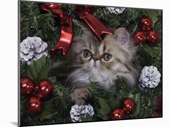 Persian Cat Brown Tabby Kitten Amongst Christmas Decorations, Texas, USA-Rolf Nussbaumer-Mounted Photographic Print