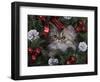 Persian Cat Brown Tabby Kitten Amongst Christmas Decorations, Texas, USA-Rolf Nussbaumer-Framed Photographic Print