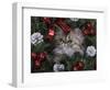 Persian Cat Brown Tabby Kitten Amongst Christmas Decorations, Texas, USA-Rolf Nussbaumer-Framed Photographic Print