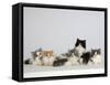 Persian Cat, Five Kittens, Silver-And-White, Black-And-White and Ginger-And-White Sitting in Line-Petra Wegner-Framed Stretched Canvas