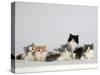 Persian Cat, Five Kittens, Silver-And-White, Black-And-White and Ginger-And-White Sitting in Line-Petra Wegner-Stretched Canvas