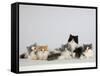 Persian Cat, Five Kittens, Silver-And-White, Black-And-White and Ginger-And-White Sitting in Line-Petra Wegner-Framed Stretched Canvas