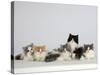 Persian Cat, Five Kittens, Silver-And-White, Black-And-White and Ginger-And-White Sitting in Line-Petra Wegner-Stretched Canvas