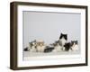 Persian Cat, Five Kittens, Silver-And-White, Black-And-White and Ginger-And-White Sitting in Line-Petra Wegner-Framed Photographic Print