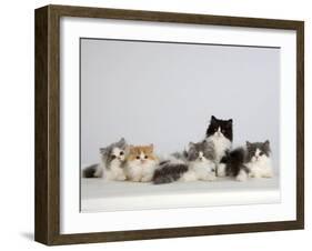 Persian Cat, Five Kittens, Silver-And-White, Black-And-White and Ginger-And-White Sitting in Line-Petra Wegner-Framed Photographic Print