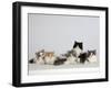 Persian Cat, Five Kittens, Silver-And-White, Black-And-White and Ginger-And-White Sitting in Line-Petra Wegner-Framed Photographic Print