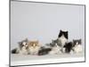 Persian Cat, Five Kittens, Silver-And-White, Black-And-White and Ginger-And-White Sitting in Line-Petra Wegner-Mounted Photographic Print