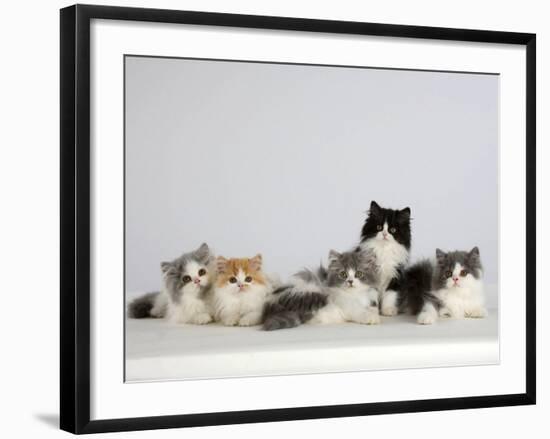 Persian Cat, Five Kittens, Silver-And-White, Black-And-White and Ginger-And-White Sitting in Line-Petra Wegner-Framed Photographic Print