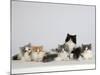 Persian Cat, Five Kittens, Silver-And-White, Black-And-White and Ginger-And-White Sitting in Line-Petra Wegner-Mounted Photographic Print