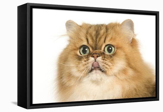 Persian Cat Golden Shade Close-Up of Face-null-Framed Stretched Canvas