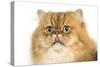 Persian Cat Golden Shade Close-Up of Face-null-Stretched Canvas