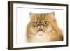 Persian Cat Golden Shade Close-Up of Face-null-Framed Photographic Print