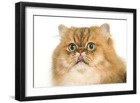 Persian Cat Golden Shade Close-Up of Face-null-Framed Photographic Print