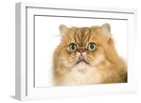 Persian Cat Golden Shade Close-Up of Face-null-Framed Photographic Print