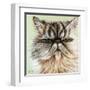 Persian Cat I-Carolee Vitaletti-Framed Art Print