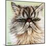 Persian Cat I-Carolee Vitaletti-Mounted Art Print