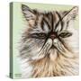 Persian Cat I-Carolee Vitaletti-Stretched Canvas