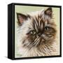 Persian Cat II-Carolee Vitaletti-Framed Stretched Canvas