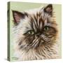 Persian Cat II-Carolee Vitaletti-Stretched Canvas