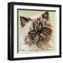 Persian Cat II-Carolee Vitaletti-Framed Art Print