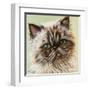 Persian Cat II-Carolee Vitaletti-Framed Art Print