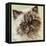 Persian Cat II-Carolee Vitaletti-Framed Stretched Canvas