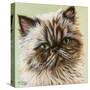 Persian Cat II-Carolee Vitaletti-Stretched Canvas