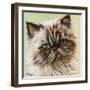 Persian Cat II-Carolee Vitaletti-Framed Art Print