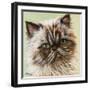 Persian Cat II-Carolee Vitaletti-Framed Art Print