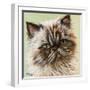 Persian Cat II-Carolee Vitaletti-Framed Art Print