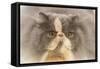 Persian Cat in Studio-null-Framed Stretched Canvas