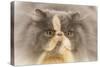 Persian Cat in Studio-null-Stretched Canvas