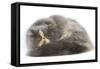 Persian Cat in Studio-null-Framed Stretched Canvas