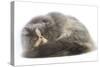 Persian Cat in Studio-null-Stretched Canvas