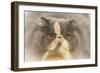 Persian Cat in Studio-null-Framed Photographic Print